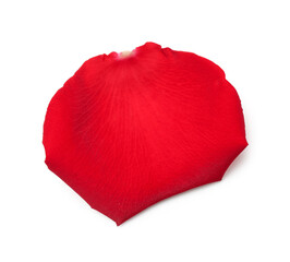 Beautiful red rose petal on white background