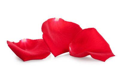 Fototapeta premium Beautiful red rose petals on white background