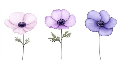 Three beautifully illustrated anemone flowers in varying shades of pink and purple on a white background