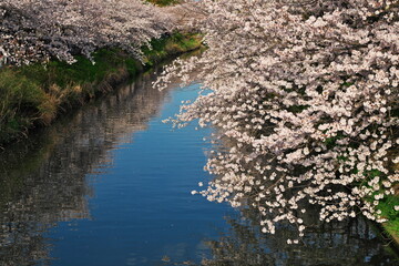 春を感じる河川敷