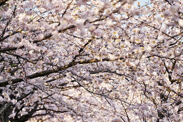 桜のアーチを抜けて