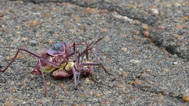 Close-up insect behaviour: African Armoured bush cricket eats another