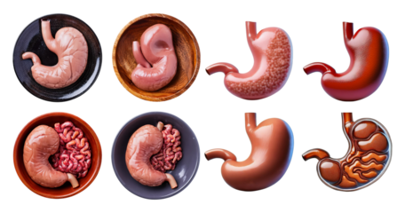 Realistic Illustrations of Human Stomach and Digestive System Variants, isolated on transparent background