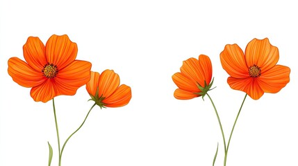 Obraz premium Vibrant orange flowers with intricate petal details against a clean white background