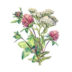 Watercolor bouquet with clover and yarrow isolated on white background. Flower milfoil for card wedding invite. Summer or spring clipart for sticker wallpaper or wrapping. Meadow for sketchbook