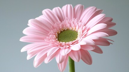 Obraz premium A Delicate Pink Gerbera Daisy
