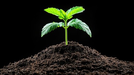 Young plant sprout emerging from soil