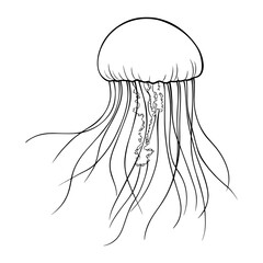 Jellyfish drawing art animal vector