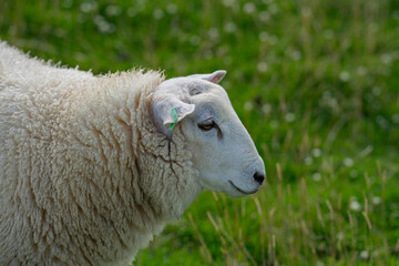 Sheep on a farm. Sheep in a meadow on green grass on a sunny day. A white sheep walks up a hill. Sheep pasture in the countryside. Sheeps eating grass in a green field.