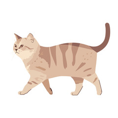 Obraz premium British shorthair cat walking illustration animal elegant vector