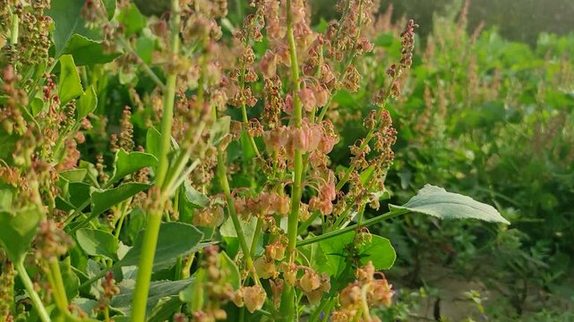 Rumex acetosella or sorrel leaves, spinach dock. vegetable plant.
