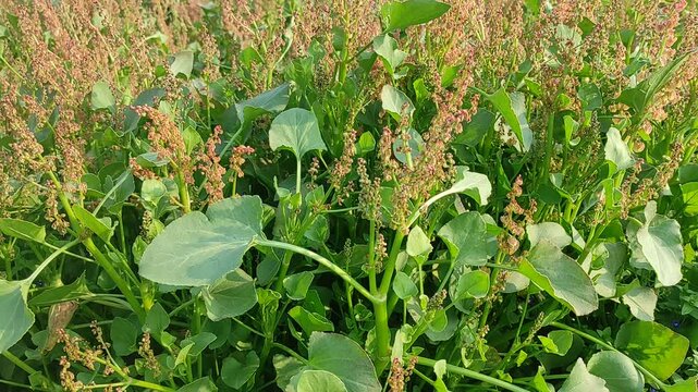 Rumex acetosella or sorrel leaves, spinach dock. vegetable plant.