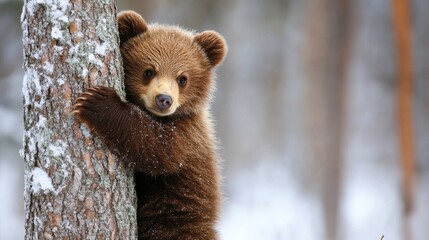 109.Adorable Brown Bear Cub Hugs a Tree in Spring