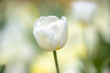 White  single tulip with a blurred background