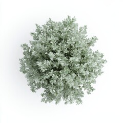 Top view of a green bush with delicate, silvery leaves, viewed from above, showcasing its symmetrical form against a white background.