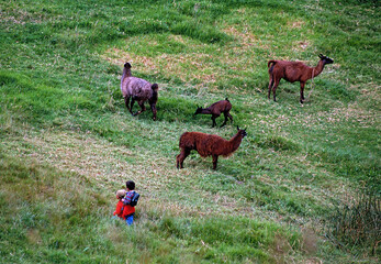 Animais pastando em Ingapirca. Equador.