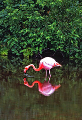 Ave Flamingo (Phoenicopterus ruber) no arquipélago de Galápagos, Equador..