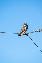 Short-Eared Owl in the wild perched on a powerline wire against a sunny blue sky in the winter, East 90 - Skagit Wildlife Area
