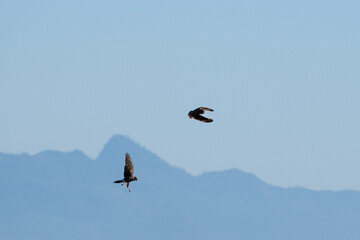 Short-Eared Owl and Harrier Hawk in the wild flying and sparing in the air, blue sky winter day with mountain range in background, winter day in East 90 - Skagit Wildlife Area
