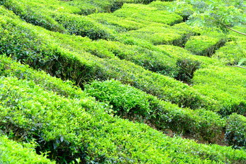 beautiful scenery of tea farm with green background for vacation concept
