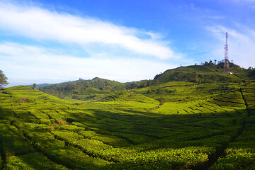 tea garden landscape in Indonesia with bright sky and bright sunbeam