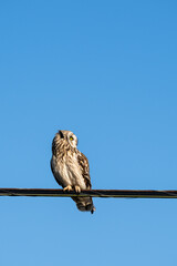 Short-Eared Owl in the wild perched on a powerline wire against a sunny blue sky, watching out with wind ruffling feathers on head, winter in East 90 - Skagit Wildlife Area

