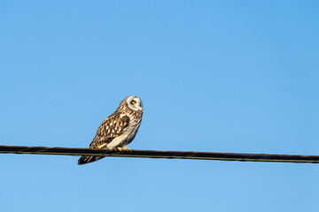Short-Eared Owl in the wild perched on a powerline wire against a sunny blue sky, keeping watch for hawks and eagles, winter in East 90 - Skagit Wildlife Area
