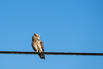 Short-Eared Owl in the wild perched on a powerline wire against a sunny blue sky, watching out with wind ruffling feathers on head, winter in East 90 - Skagit Wildlife Area
