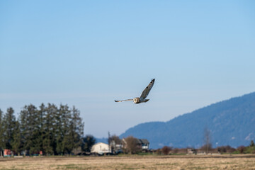 Bird watching, Short-Eared Owl in the wild flying across a winter farm field, Skagit Valley, Washington
