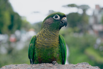 P&aacute;ssaro nas ruas da cidade