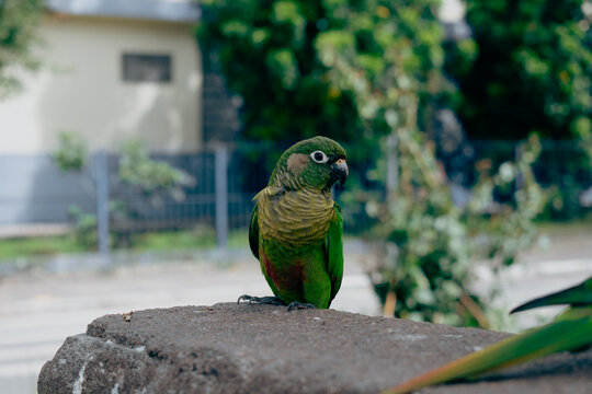 P&aacute;ssaro nas ruas da cidade