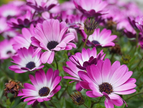 Vivid and colorful African daisy flowers close up.