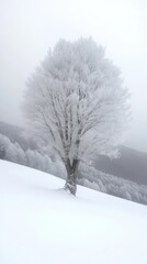 Obraz premium Frosty Tree On Snowy Hillside