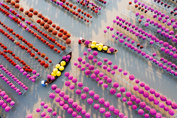Flowers for Tet Holiday, Pink Raspberry Daisy