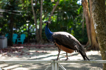 peacock in the garden