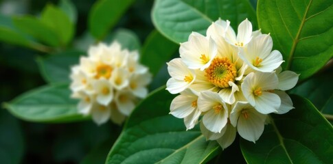 Densely packed flowers of Alstonia scholaris on a large leaf, garden, alstonia