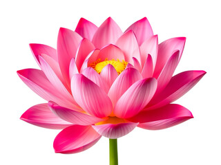 the Timeless Charm and Captivating Essence of this Expertly Photographed Lotus Flower isolated on transparent background