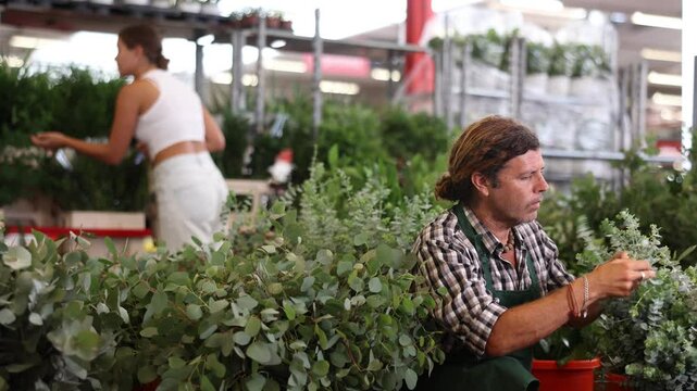 Attentive middle-aged man seller arranging eucalyptus in point of sale of plants