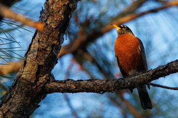 American robin (Turdus migratorius), a migratory bird with a beautiful red breast, in southwest Florida