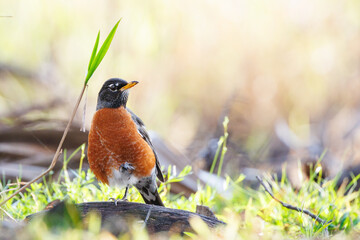 American robin (Turdus migratorius), a migratory bird with a beautiful red breast, in southwest Florida