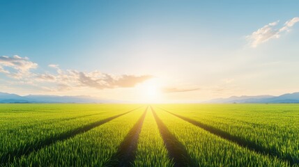 Obraz premium Golden sunrise over a tranquil field, breathtaking landscape of nature's beauty