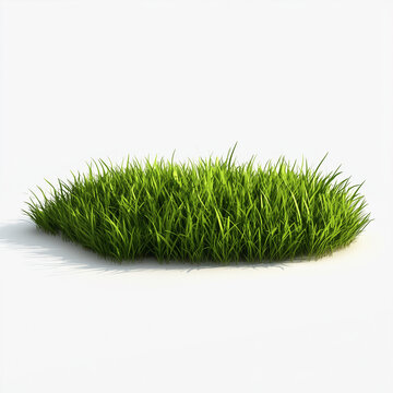 green grass isolated on white