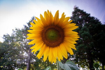 sunflower and the sky