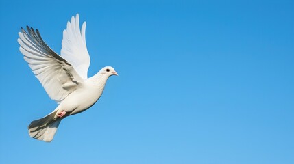White Dove in Flight Against a Clear Blue Sky