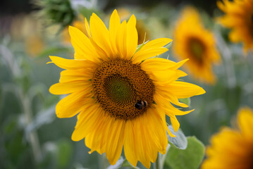 sunflower in the field