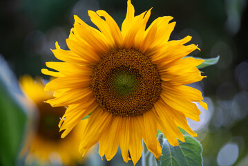 A yellow sunflower in bloom
