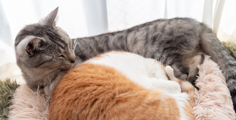 窓辺で眠る二匹の猫	