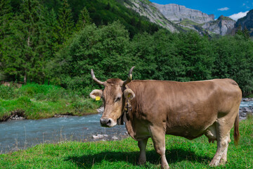 Naklejka premium Dairy cows. Cow at meadow. Cattle in grass field. Cow in grassy pasture. Cow in the countryside. Cows graze on summer meadow. Rural landscapes with cows. Cows in a pasture. Cattle cow grazing on