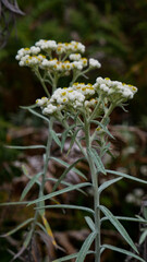 The beauty of the wild flora of the edelweiss flower (Anaphalis javanica) with white petals and yellow pollen, blooms in the cool and fertile highland habitat of the mountains.
