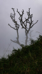 A single silhouette of a unique leafless dry tree with branches stands firmly in the misty mountains with the foreground of wild grass silhouettes, creating a mystical and dramatic atmosphere.